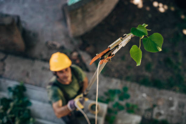 Best Tree Health Inspection  in North Seekonk, MA